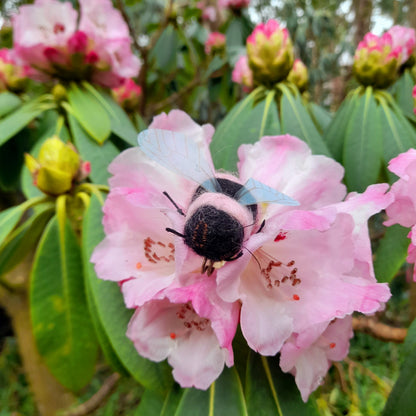 Pink & Black Bumble Bee Needle Felted Wool Organza Pin Adornment